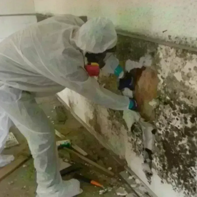 Mold Remediation and Removal in South Charleston, WV